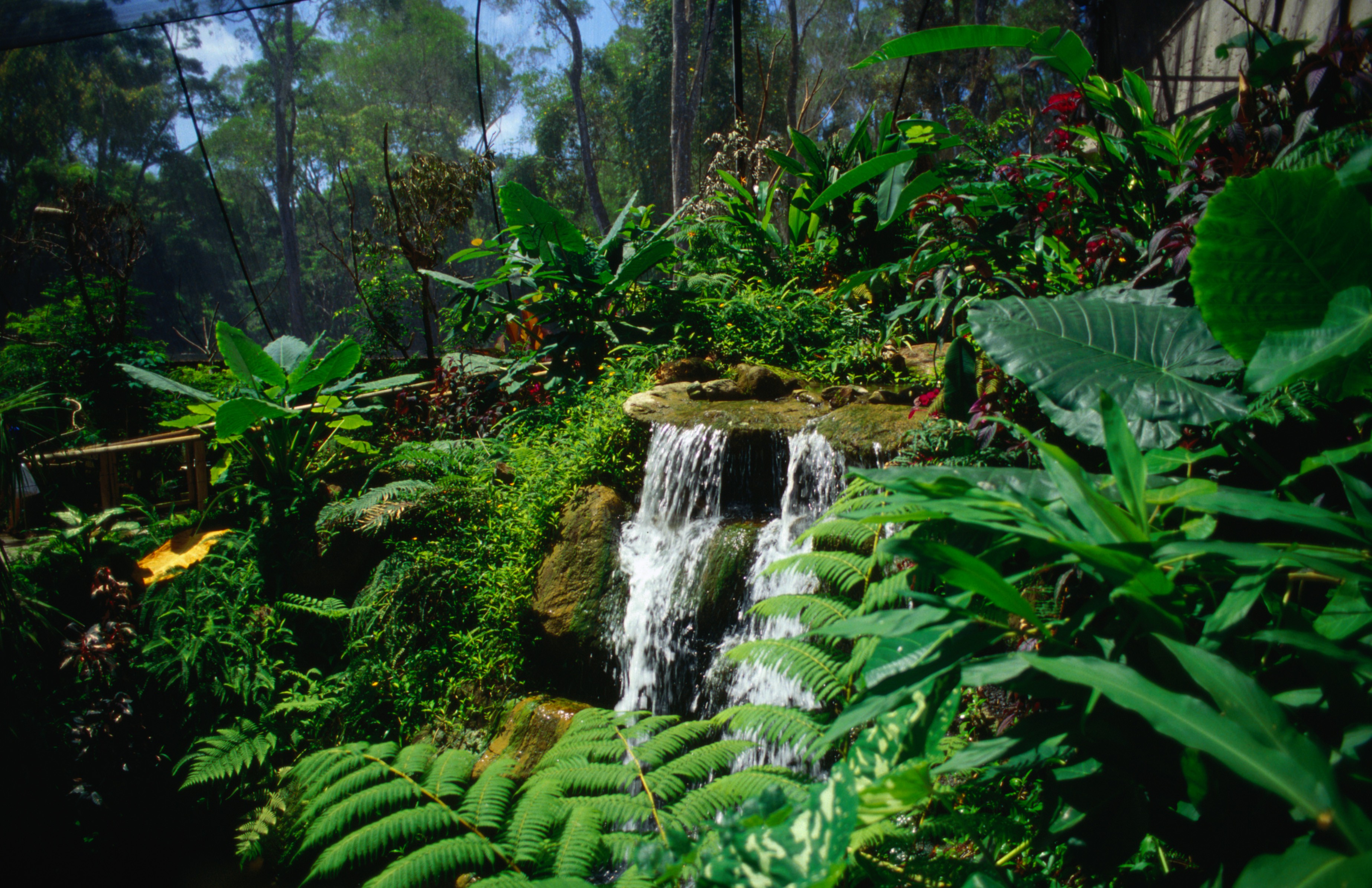 Cairns Botanical Gardens in Edge Hill